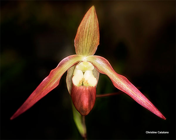 Lady Slipper by Christine Catalano