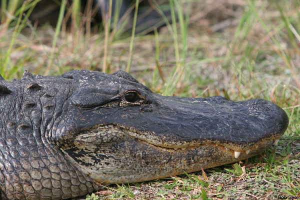 Everglades Siesta by Bob See