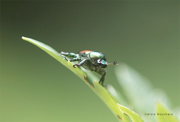 Japanese Beetle by Carole Bouchard