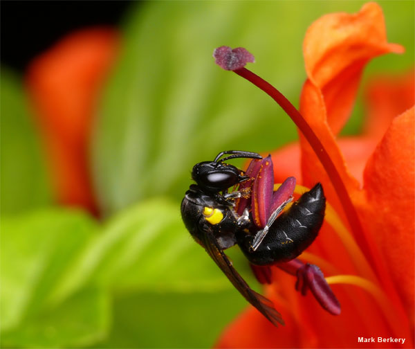 Masked Bee from Aus by Mark Berkery