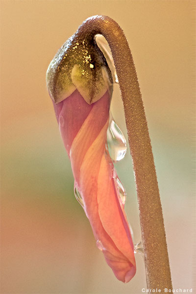 Mini Cyclamen Bud by Carole Bouchard