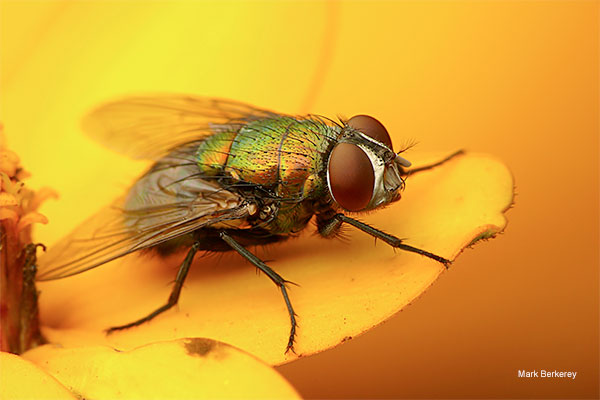 A Fly At Night by Mark Berkerey